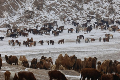 А.Итгэлт: Намрын улиралд мал хулгайлах гэмт хэрэг нэмэгддэг