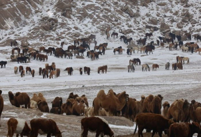 А.Итгэлт: Намрын улиралд мал хулгайлах гэмт хэрэг нэмэгддэг