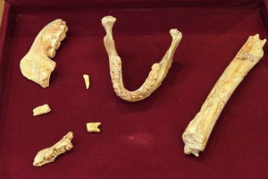 Хомо сапиенс ба неандертальчуудын өвөг байж магадгүй хүний үлдэгдэл олджээ