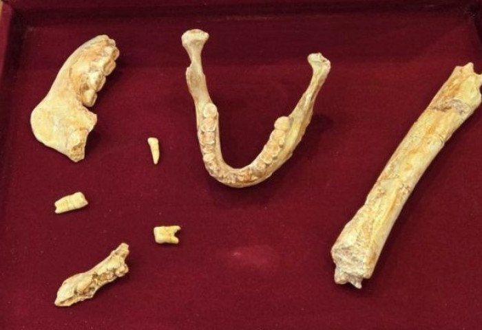 Хомо сапиенс ба неандертальчуудын өвөг байж магадгүй хүний үлдэгдэл олджээ