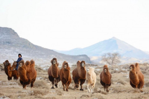 “Тэмээн дээрээс наран ойрхон” өвлийн их наадам Дундговь аймагт болно