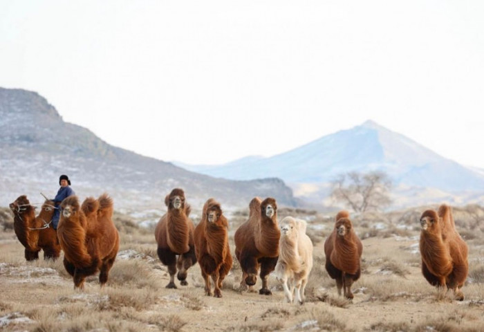 “Тэмээн дээрээс наран ойрхон” өвлийн их наадам Дундговь аймагт болно