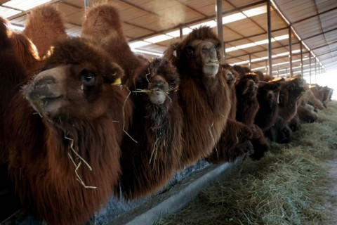 Монголын анхны ингэний ферм инкубатор хэлбэрээр үйл ажиллагаа явуулж байна