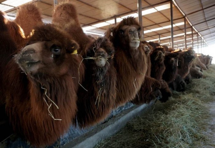 Монголын анхны ингэний ферм инкубатор хэлбэрээр үйл ажиллагаа явуулж байна