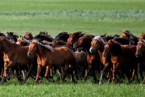 “Дэлхийн адууны өдөр”-ийг зохион байгуулах ажлын хэсгийн гуравдугаар хурал болов