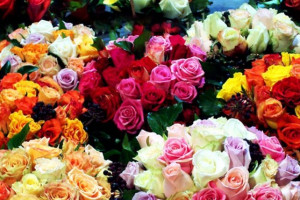 Монгол Улс 2025 онд 12.2 сая ширхэг амьд цэцэг импортолжээ