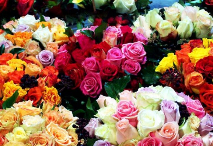 Монгол Улс 2025 онд 12.2 сая ширхэг амьд цэцэг импортолжээ