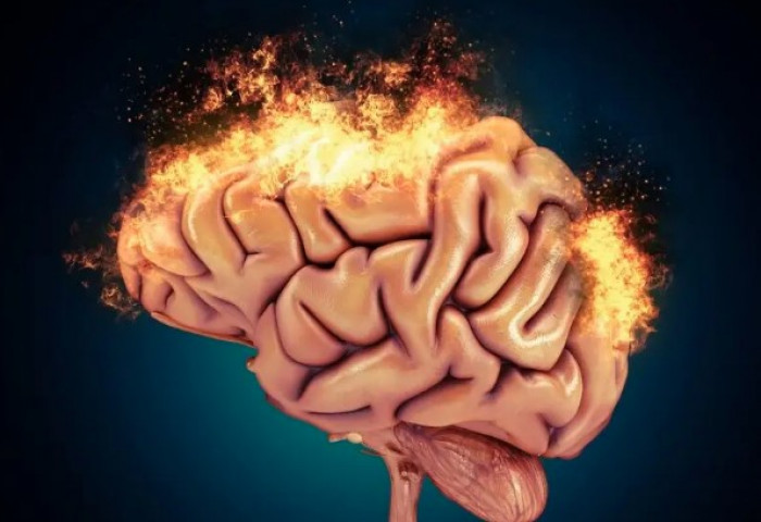 Альцгеймерийн өвчний үед тархины эсийн үхжилтийг зогсоох аргыг нээжээ