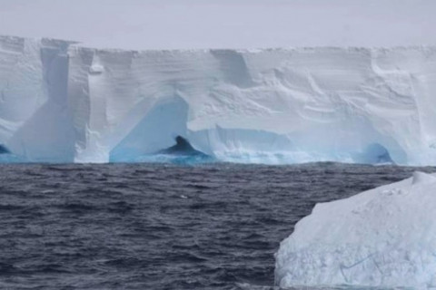 Хамгийн том мөсөн уул бүрэн хагарч салжээ