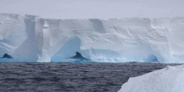 Хамгийн том мөсөн уул бүрэн хагарч салжээ