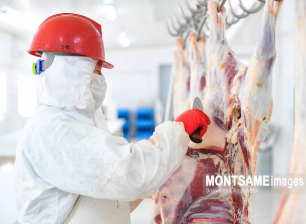 Махны экспорт 2023 оноос өсөж, орлого 345.3 сая ам.долларт хүрчээ