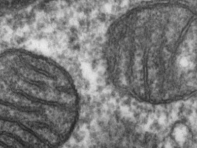 Эрдэмтэд эсийн хөгшрөлтийг удаашруулах боломжит аргыг нээжээ