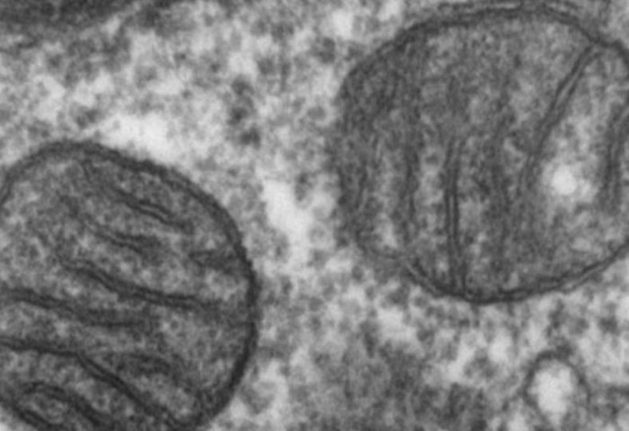 Эрдэмтэд эсийн хөгшрөлтийг удаашруулах боломжит аргыг нээжээ