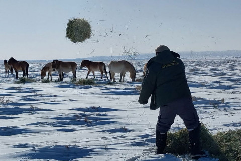 Хээрийн зэрлэг тахийн сүрэгт 8 цэгт өвс тавьж өгөв