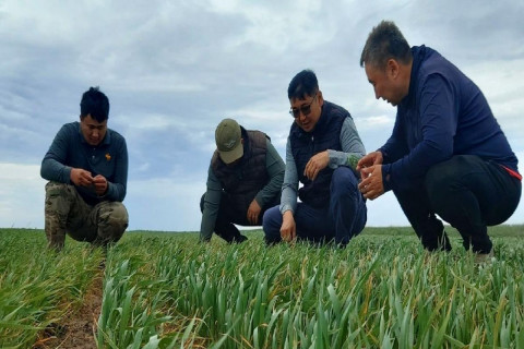 Зүүн бүсийн тариалангийн талбайн ургалтын байдалтай танилцан мэргэжил арга зүйн зөвлөгөө өгч, санал солилцов