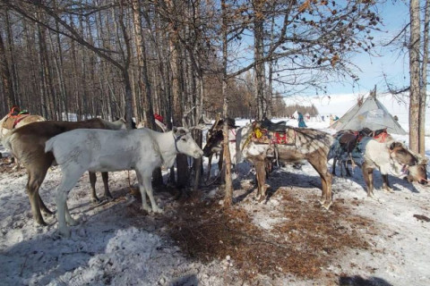 “Цаа цасны баяр“-т Хөвсгөл аймагт болж байна