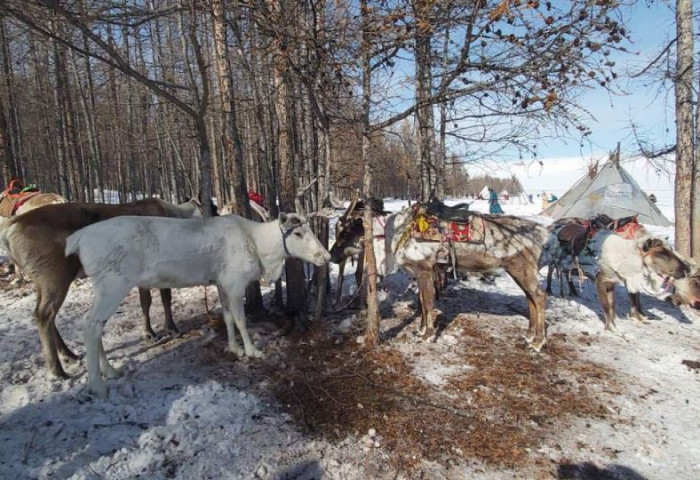 “Цаа цасны баяр“-т Хөвсгөл аймагт болж байна