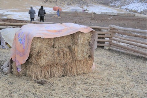 Малчдад бэлтгэсэн өвс, тэжээлийн 80 хувийг зарцуулаад байна