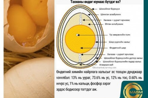 Өндгөнд агуулагдах тэжээлийн бодисууд нь зvрх судасны өвчнөөр өвчлөх магадлалыг багасгадаг