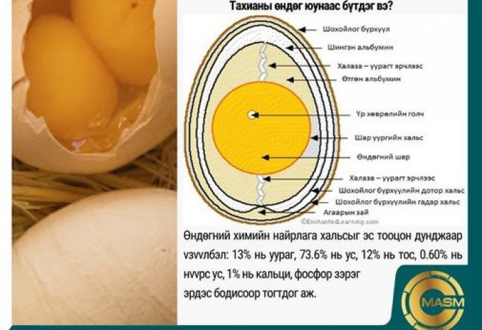 Өндгөнд агуулагдах тэжээлийн бодисууд нь зvрх судасны өвчнөөр өвчлөх магадлалыг багасгадаг